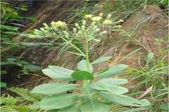 Kleinia shevaroyensis